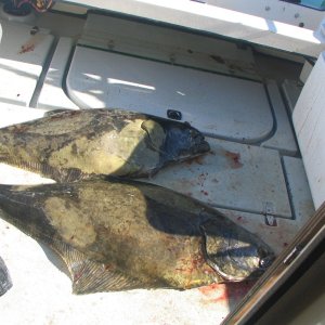 Media '49 and 43 inch' in album '50 inch sturgeon.JPG'