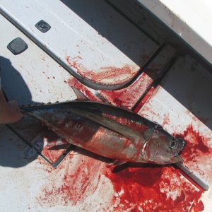 Part of the tuna lore blood on the decks
