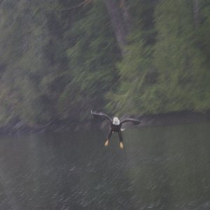 Media 'Duck? Not likely.' in album 'A little rest in Bamfield'