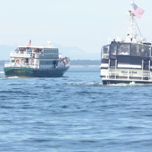 Saw some orca whales but couldn't get close enough for any pics thanks to the commercial whale watching boats that surrounded them - I counted no less than 16 commercial boats!