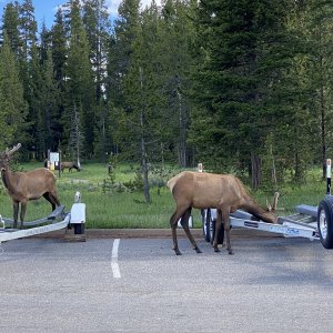Elk checking out the boat trailers