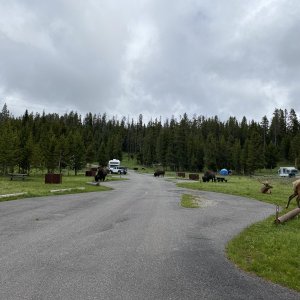 Lots of elk & bison in the campground on opening day June 17