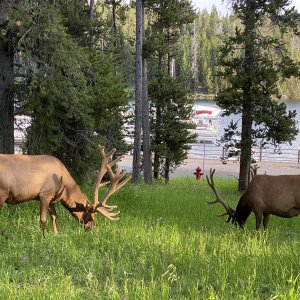 Elk by the Marina