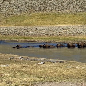 Media 'Buffalo swimming the Yellowstone River in Hayden Valley' in album 'This years dock slip at Bridge Bay Marina from June 17 to Sept 13'
