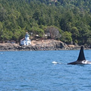 whales 99 42