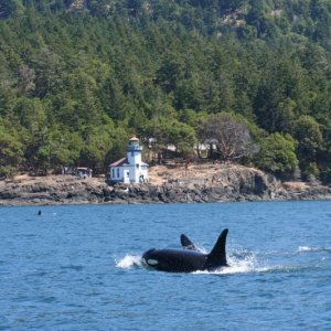 Media 'whales 99 43' in album 'Untitled album1304'
