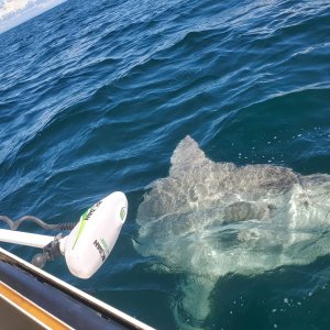 This isn\'t the one that threw itself in front of the prop. They are everywhere on the Washington coast starting about 10 miles out.