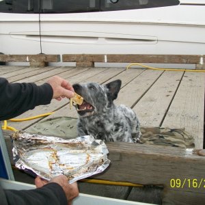 Jack gets the BBQ\'d fish skin for dinner
