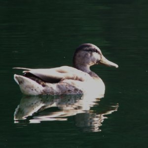 Duck - Lake Pend Oreille - 8-18-07