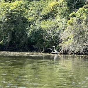 Blue Heron