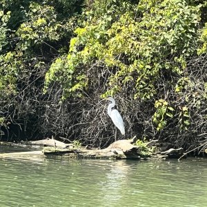 Great White Heron???