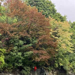 Fall Colors