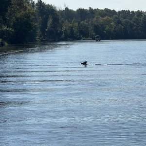 Deer swimming across the Erie Canal