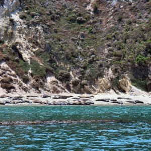 Seals In Cuyler harbour