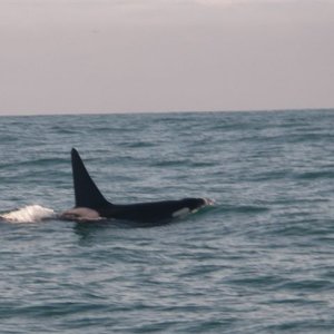 Killer whale off San Francisco