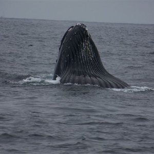 Humpback whale breach off SF 2006