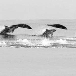 Pacific White sided Dolphins off SF