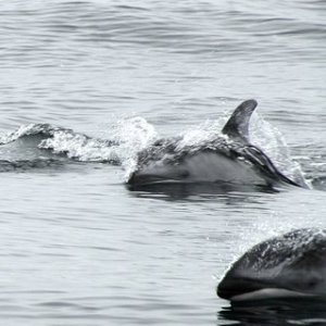 Pacific White sided Dolphins off SF