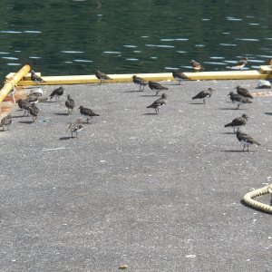 There always seemed to be a flock of shorebirds on the dock.