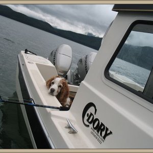 Media '"Quinn," our 13yr Welsh Springer Spaniel, knows what fishing is all about.' in album '"Quinn," our 13yr Welsh Springer Spaniel, knows what fishing is all about.'