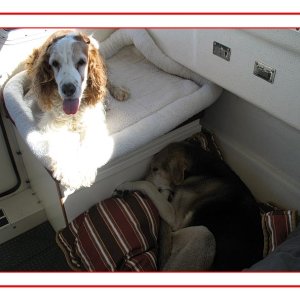 Media '"Deik" our 12yr old mix in his dinette bedding area and "Quinn" on his perch. Take a wild guess as to which dog enjoys boating more.' in album '"Quinn," our 13yr Welsh Springer Spaniel, knows what fishing is all about.'