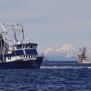 A little salmon fishing