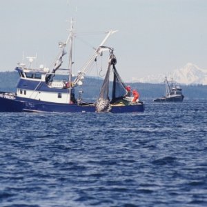 Salmon catching!