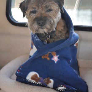 Scrappy keeping warm on a cool morning