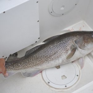 Pacific Cod
