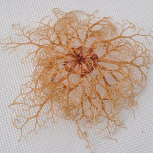 Media 'Basket Star' in album 'Bow Envy'