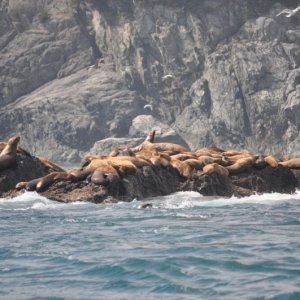 Media 'Sea Lions, Inian Islands' in album 'Bow Envy'