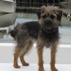 Peanut, the new boat dog
