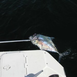 Pulinga\'s first catch