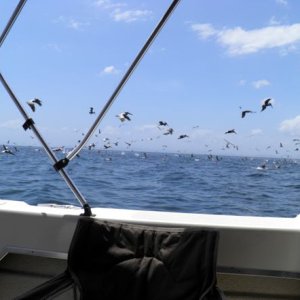 Media 'Pelican\'s sardine feast' in album 'Pulinga maiden voyage from Diablo Spinning Club in Pacific side of the Panama Canal'