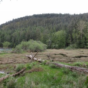 The marsh at the head of Reid Harbor