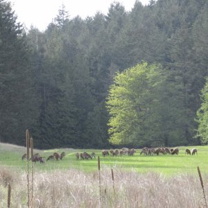 Some sheep grazing in the airstrip