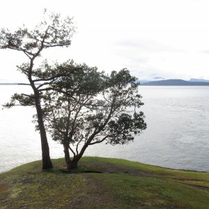 A tree up on the bluff overlooking Turn Point