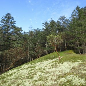 More colorful moss...the photos don\'t do justice