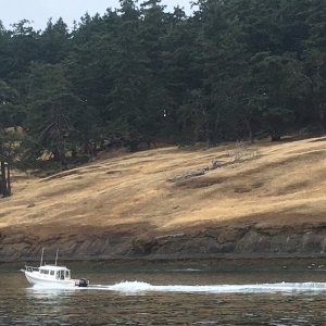 Cruising north along Spieden Island, as seen from friends boat