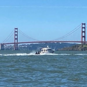 Octopus at Golden Gate 2