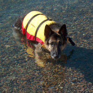 Kobi (12 year old GSD)