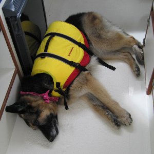 "Dog tired"