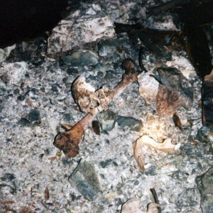 Looks like the skull of a baby and the bone of an adult.  This cave may have been filled during one of the small pox epidemics.