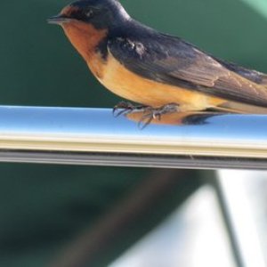 local bird lives under dock