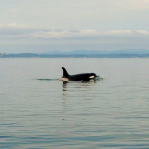 Whales on W. side of San Juan Sunday May 17th