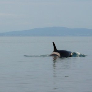 Whales on W. side of San Juan Sunday May 17th