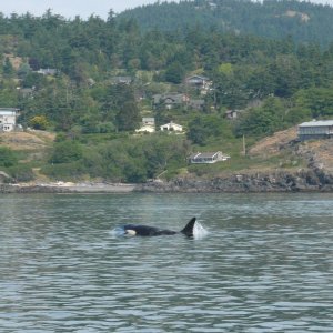 Whales on W. side of San Juan Sunday May 17th