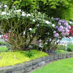 Flowers at Kingston