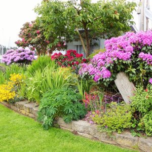Flowers at Kingston