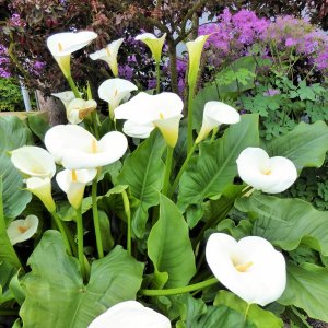 Flowers at Kingston, May 24, 2015